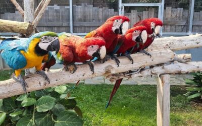 Jardín del Papagayo en Peñíscola